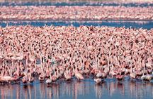 5 Day Serengeti to Ngorongoro Tanzanian Safari Tour