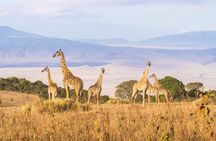 5 Day Serengeti to Ngorongoro Tanzanian Safari Tour