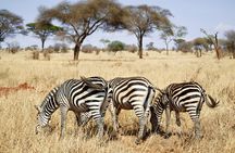 4-Day Private Safari in Mikumi & Ruaha National Parks