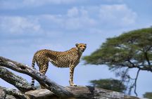 5 Day Serengeti to Ngorongoro Tanzanian Safari Tour