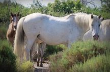 Aigues Mortes: 4x4 photo safari in the Camargue 
