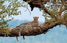 3 Days Private Maasai Mara Safari