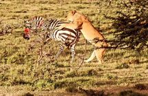 3 Days Private Maasai Mara Safari