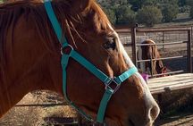 Grand Canyon Horseback Tour