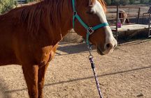 Grand Canyon Horseback Tour