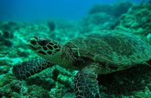 Snorkeling Tour at Caño Island 