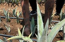 Mezcal Day Experience