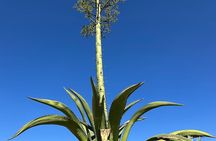 Mezcal Day Experience