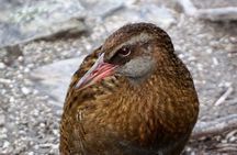 Mou Waho Island Cruise & Self-Guided Nature Walk