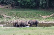 Anakkulam Wild Elephant Visiting(Jeep tour)