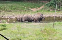 Anakkulam Wild Elephant Visiting(Jeep tour)