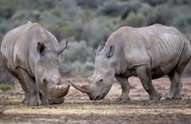 Big 5 Safari One Day Tour