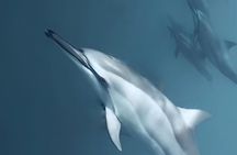 Magic Moments: Intimate Meeting with the Dolphins