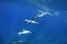 Magic Moments: Intimate Meeting with the Dolphins