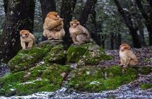  Private Full Day Trip From Fes to the Middle Atlas Towns