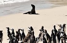 Cape Peninsula Tour Cape Town City