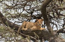 3-Day Serengeti & Ngorongoro Adventure: Budget Safari 