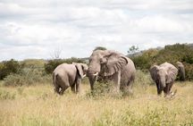 3-Day Serengeti & Ngorongoro Adventure: Budget Safari 