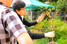 Bonsai Tour & Experience at the Most Sacred City for Bonsai in JP