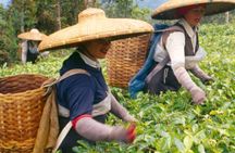 Bogor Puncak "Tea Plant & Paragliding" Interactive Private Driver