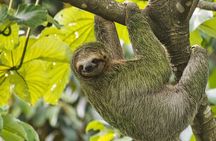 Roatan Local Island Tour, Seeing Animals and Beach Break