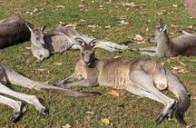 Koalas, Kangaroos & Water Falls: Private Day Tour from Sydney