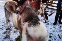 Arctic Huskies and Reindeers Fun in Rovaniemi