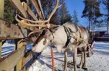 Arctic Animals Adventure with Lunch Buffet
