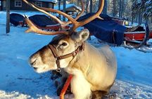 Arctic Animals Adventure with Lunch Buffet