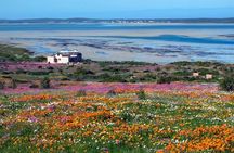 Cape West Coast Flower Tour