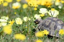 Cape West Coast Flower Tour