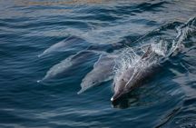 Dolphin Watching and Snorkeling Cruise Experience in Muscat