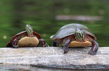 Ottawa Ecological Reserve Kayak Tour with TURTLE Sightings