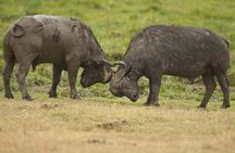 From Plains to Crater: 3-Day Midrange Safari in Northern Tanzania
