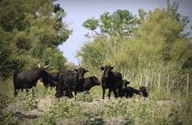 Aigues Mortes: 4x4 photo safari in the Camargue 