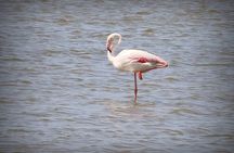 Aigues Mortes: 4x4 photo safari in the Camargue 