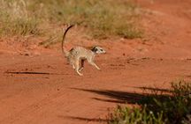 2-Day Mid-Range Safari to Tarangire & Ngorongoro Crater