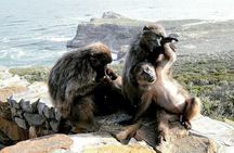Boulders Penguins in Cape Town full day tour