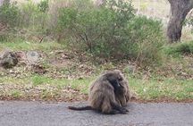 Full Day Cape of Good Hope and Boulders Beach Penguins Tour