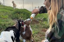 Kauai Farm: Play & Bottle Feed Baby Mini Nubian Goats