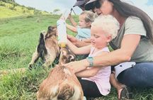 Kauai Farm: Play & Bottle Feed Baby Mini Nubian Goats