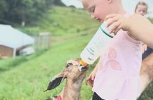 Kauai Farm: Play & Bottle Feed Baby Mini Nubian Goats