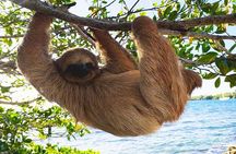 Horseback and ATV Ride with Monkey and Sloth in Roatan