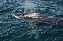 Whale Watching Sydney 
