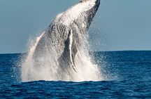 Whale Watching Sydney 