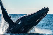 Whale Watching Sydney 