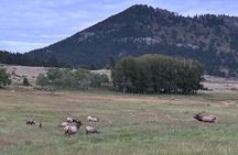 Ruttin Elk Mating Tour on Rocky Mountain National Park