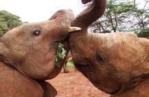 Elephants Orphanage & Giraffe Center Private Tour