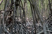 Can Gio Mangrove Forest & Authentic Thanh An Island Private Tour