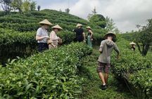 Qixianfeng Tea Plantation Tour in Yangshuo